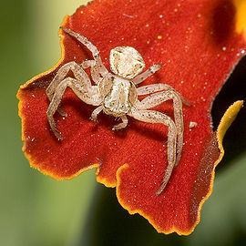 270px-Xysticus.spec.6890.jpg