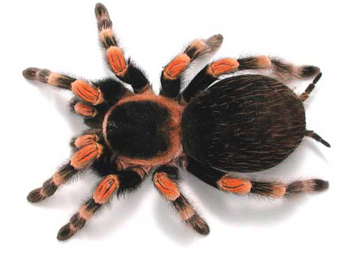 Tarantula.jpg