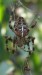220px-Araneus_diadematus_2005-08-18_02.jpg