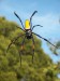 270px-Nephila_inaurata1.JPG